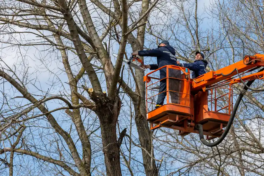 Top-rated Tree Removal Mascotte, FL Top-rated Tree Removal Mascotte, FL